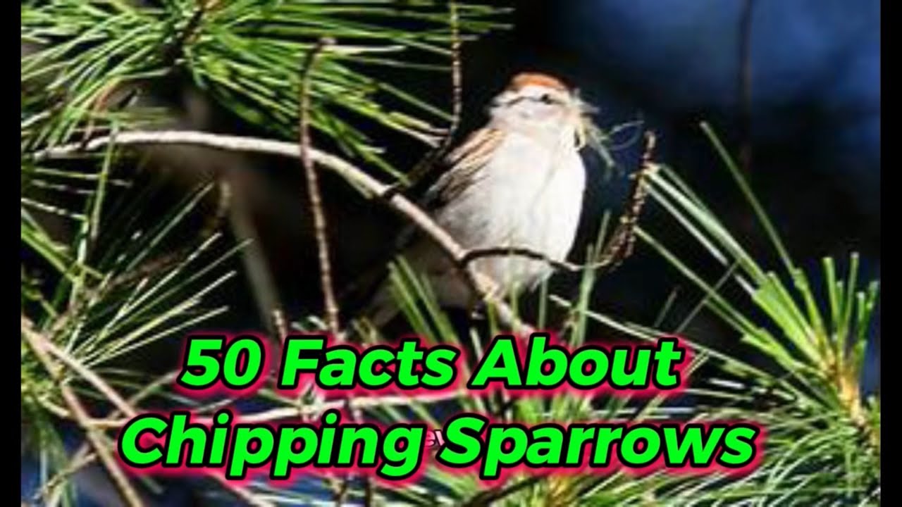 50 Facts About Chipping Sparrows.
