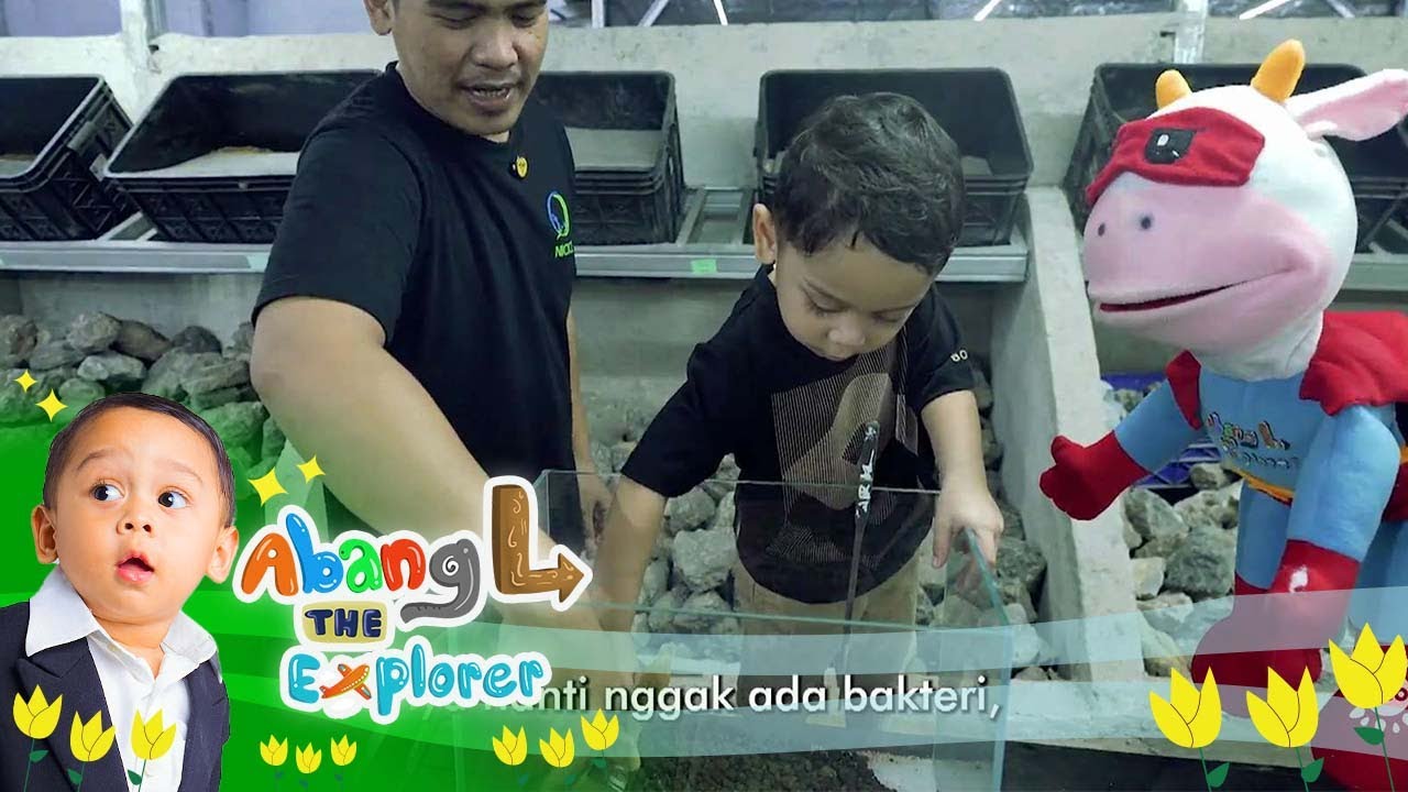 HEBAT! Abang L Susun Hiasan Akuarium dengan Baik | Abang L The Explorer