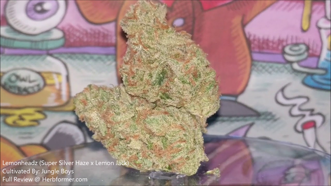 [Jungle Boys] Lemonheadz