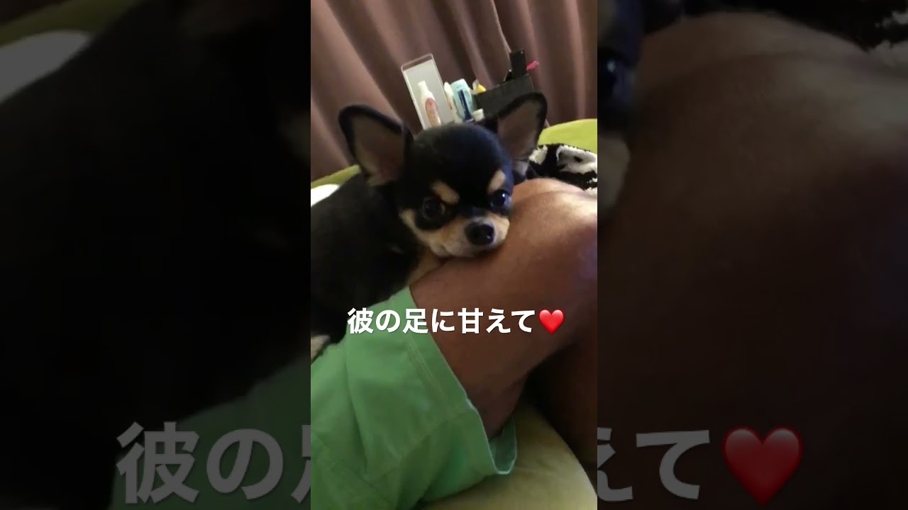 飼い犬 チワワ Lau君 甘えてからの技習得 Youtube