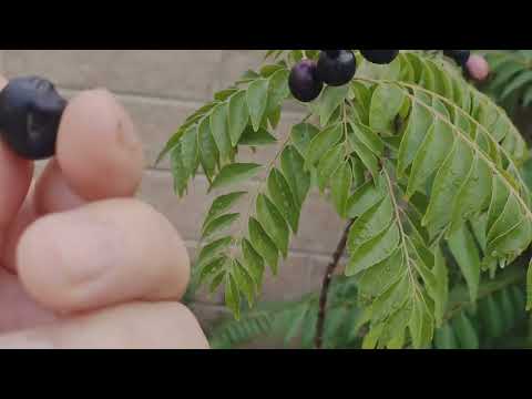 سر نجاح زراعة نبات الكاري     أحمد السعيد العطار