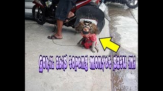 Topeng monyet yang lucu dan gokill