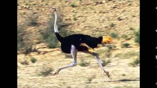 Daydreamin (The Ostrich Song)- By Austin Roberts