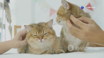 Unlocking The Secret Language Of Cats! #cat #cats #catlover