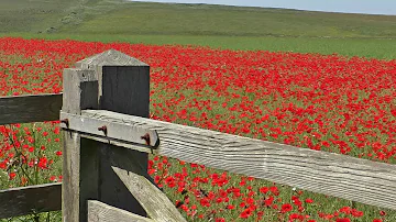 ASMR Bird Sounds Relaxation - Calming Skylark Bird Song & Beautiful Poppy Fields