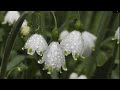 snowflakes  – Harmonica and Violin for Broken Souls 💔