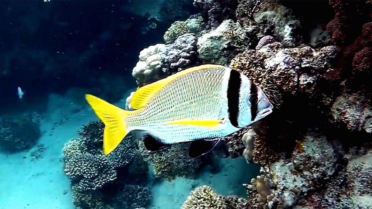Twobar seabream (Acanthopagrus bifasciatus), Чернополосый морской карась
