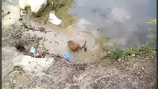 Пришли отдыхать- за собой убирайте! Животные в шоке! Пришли отдыхать- за собой убирайте! Животные в шоке!