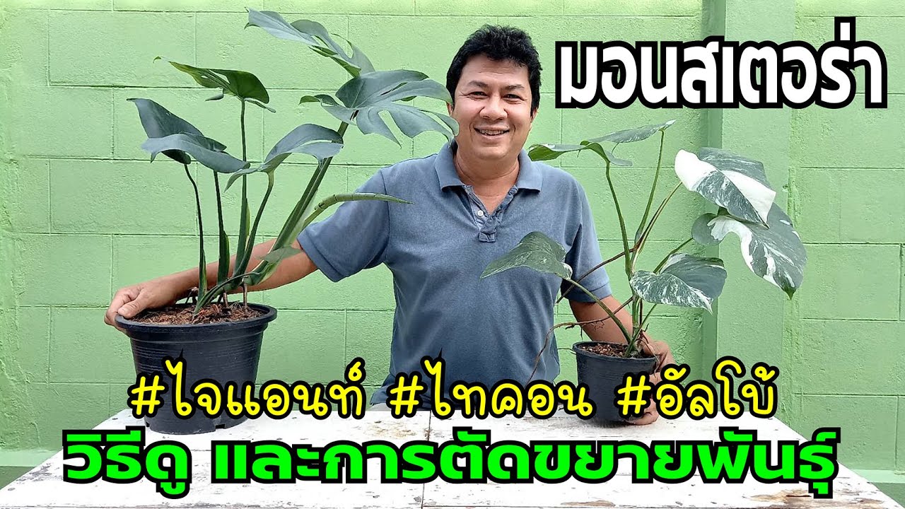 มอนสเตอร่า วิธีดู (ไจแอนท์ ไทคอน อัลโบ้) และการตัดขยายพันธุ์ จบในคลิปเดียว