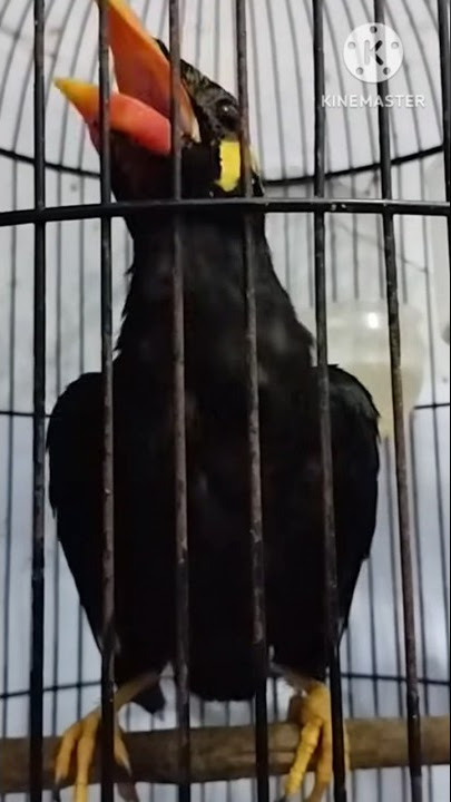 Beo Bahan Gacor , Cerewet Terus #shortvideo #shorts