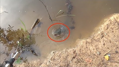 Kết Quả Game Mini Clip Cận Cảnh Cá Lóc Táp Mồi Câu Cá lóc Bằng Nhái Hơi HVA Frog Snakehead fishing