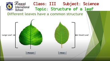 Class- III, Subject- Science, Topic- Structure of a leaf, Rawal International School