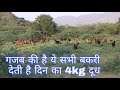 गजब की है ये सभी बकरी,देती है दिन का 4kg दूध NEW DAYMA GOAT FARM Pushkar Rajasthan