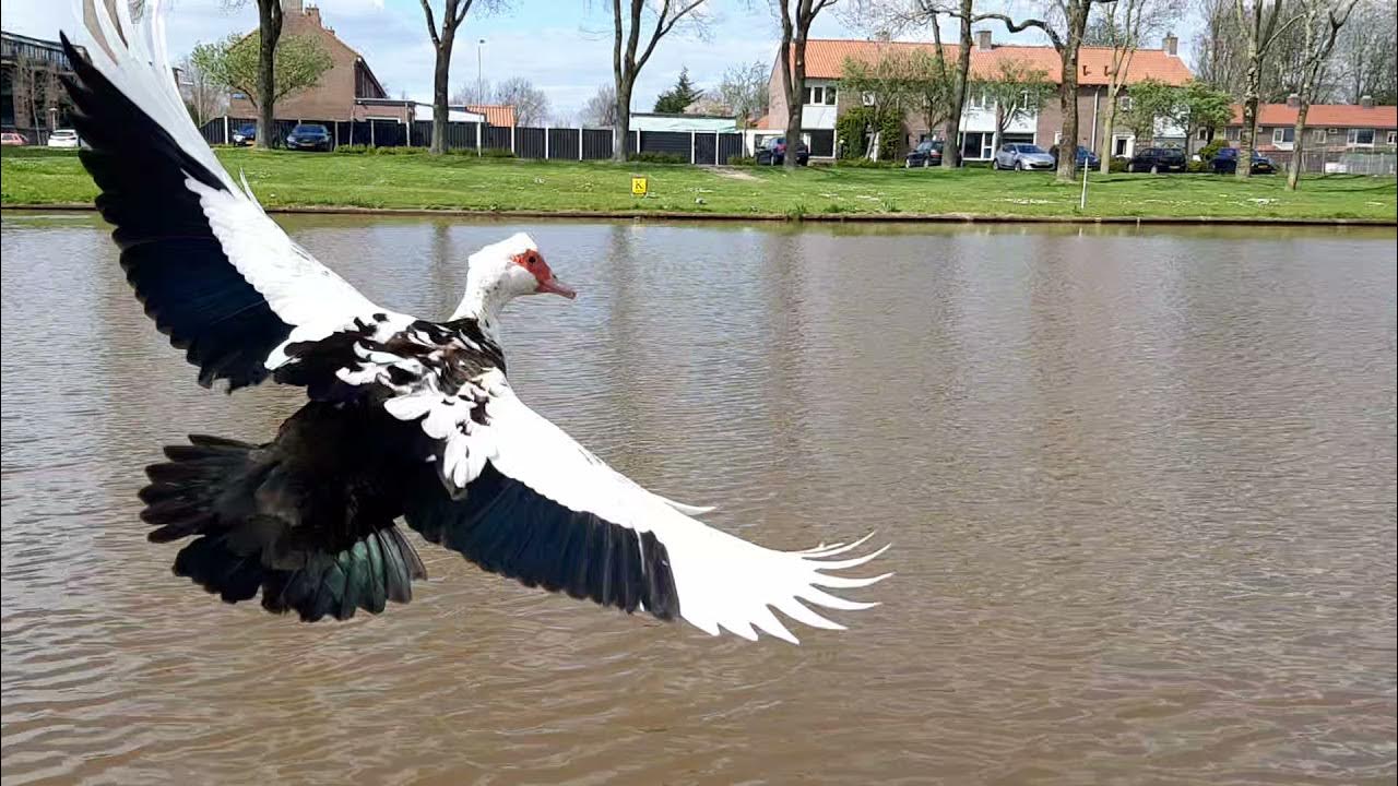muscovy ducks fly YouTube