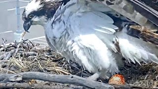 Iris And And New Mate Welcome First Egg Of 2024 At Hellgate Osprey Nest – May 2, 2024