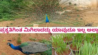 a day in my life ।ಪ್ರಕೃತಿಗಿಂತ ಮಿಗಿಲಾದುದು ಬೇರಾವುದೂ ಇಲ್ಲ