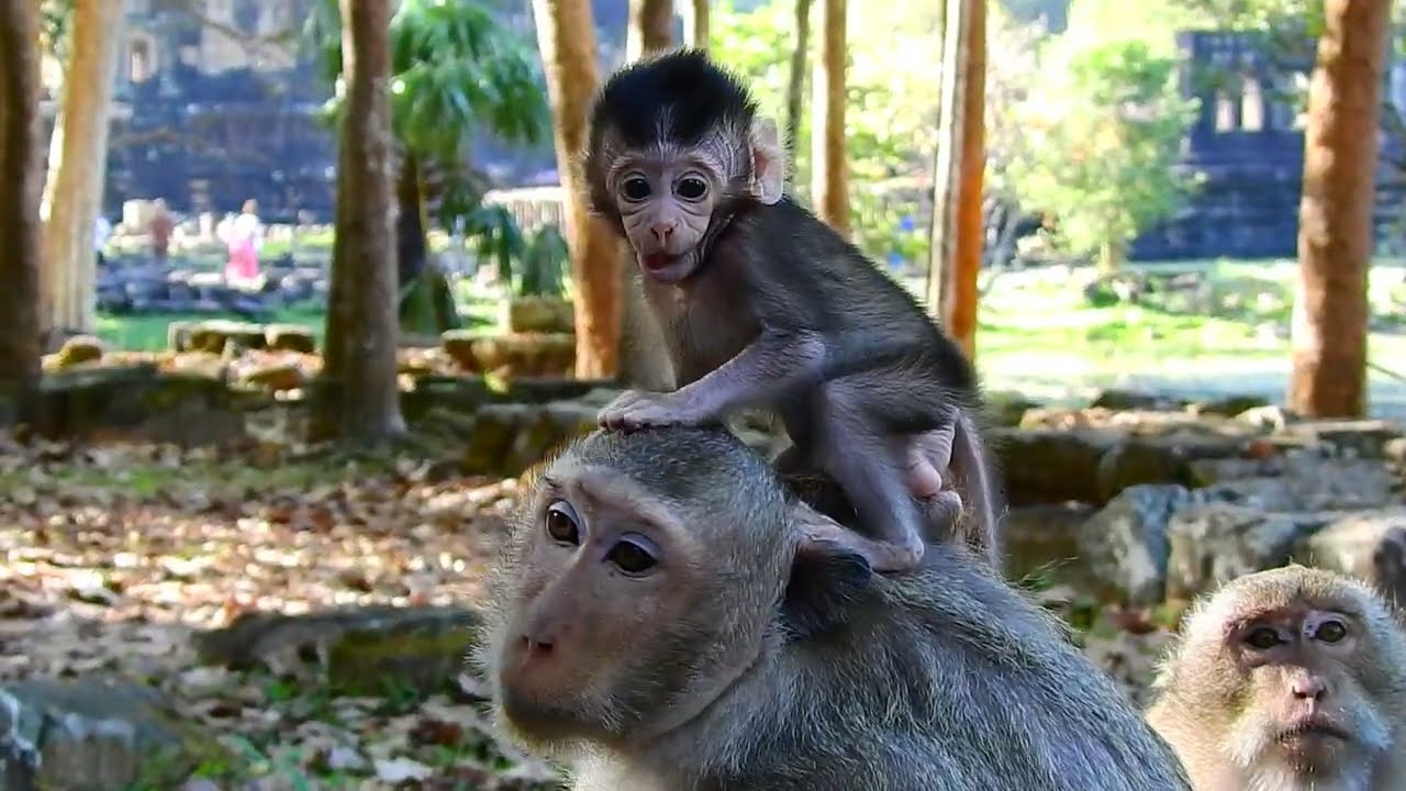 Amazing new baby monkey