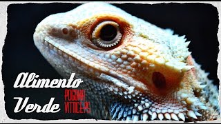 Mi pogona no come alimento verde / Consejos y ayuda!