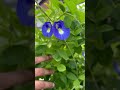 Aparajita Plant | Blue Pea Plant #plantcare #plants #gardeningtips