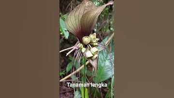 Tanaman langka yang jarang di jumpai di hutan belantara
