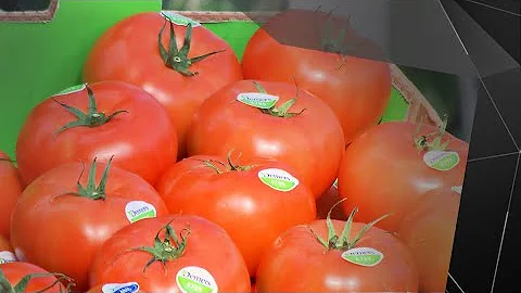 La face cache des tomates Demers