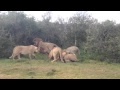 WHO'S THE BOSS of this pride of lions at Shamwari Game Reserve?