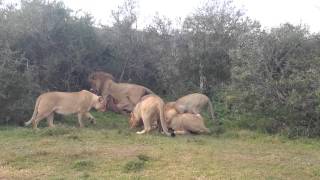 WHO'S THE BOSS of this pride of lions at Shamwari Game Reserve?