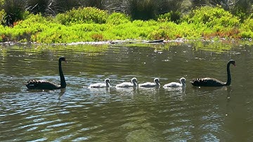 Two adult swans and four cygnets moving together in formation in canal