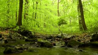 60 minutes of Woodland Ambiance (Nature Sounds Series #4) Trickling Stream & Birds Sounds