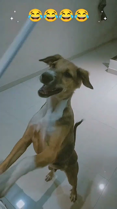 Coco fun video #viralvideo #treandingshort #youtubeshorts #youtube #viralshort
