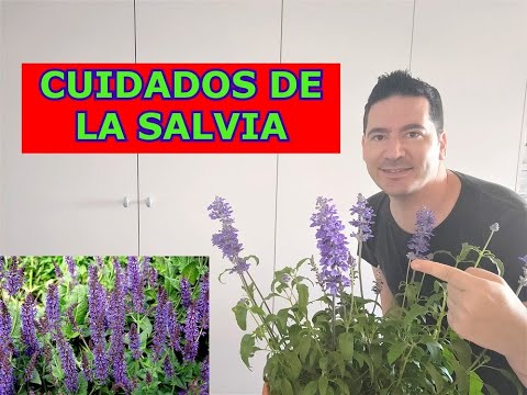 Video: ¿Cómo cultivar salvia azul?