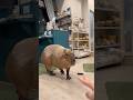 お風呂掃除を早く終わらせてほしいとんちゃん🧼 #shorts #animals #capybara #カピバラ #tokyo