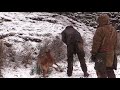 Ferreting in snow