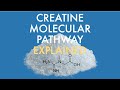 What is creatine and how does it work?