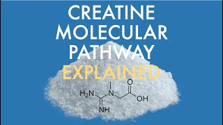 What is creatine and how does it work?