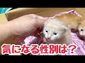 ケージのお掃除中は別場所に移動の仔猫たち たもこ母さんはマイペース？