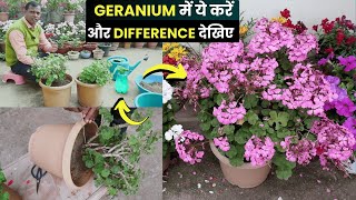 What to do to get Geraniums full of flowers. How to Get More Flowers in Geraniums | Geranium Fert...