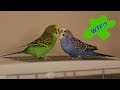 Crazy talking parakeets play atop the cage