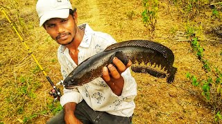 "Unlimited strike" Snakehead fishing ||big size fishes catching video