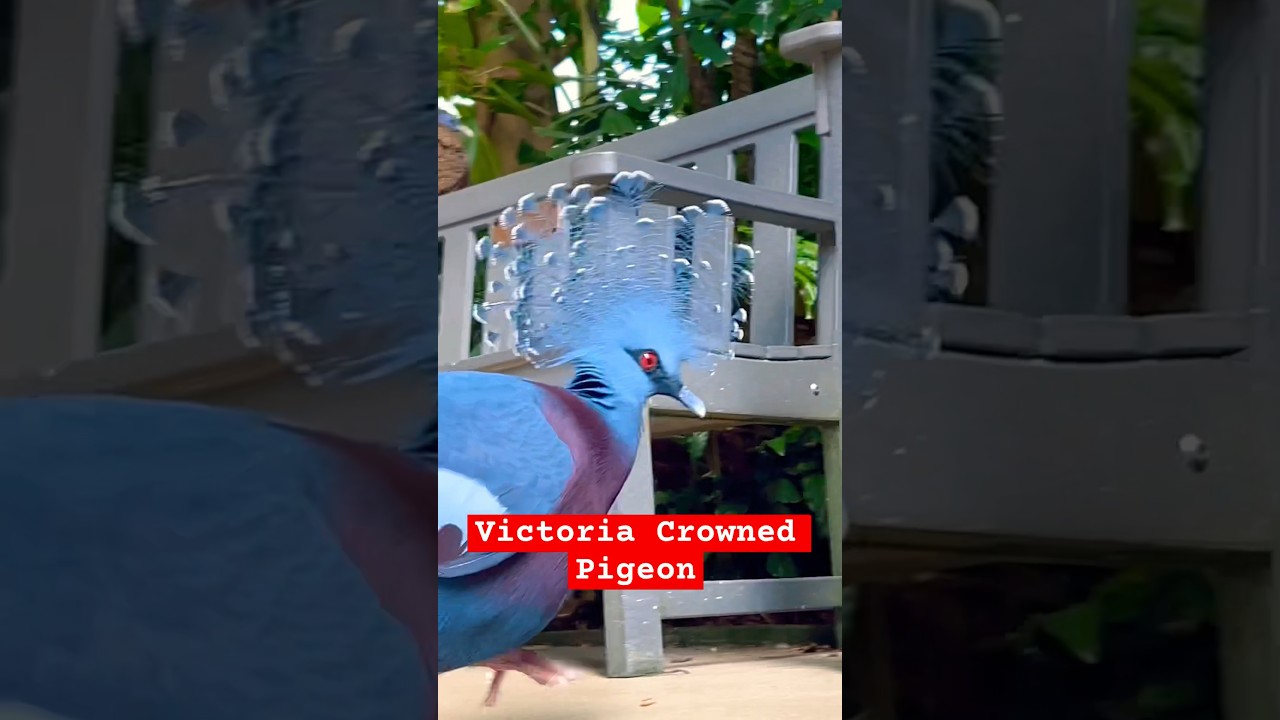 Stunning Victoria Crowned Pigeon at National Aviary, Pittsburgh | Rare Beauty in USA's Only Aviary