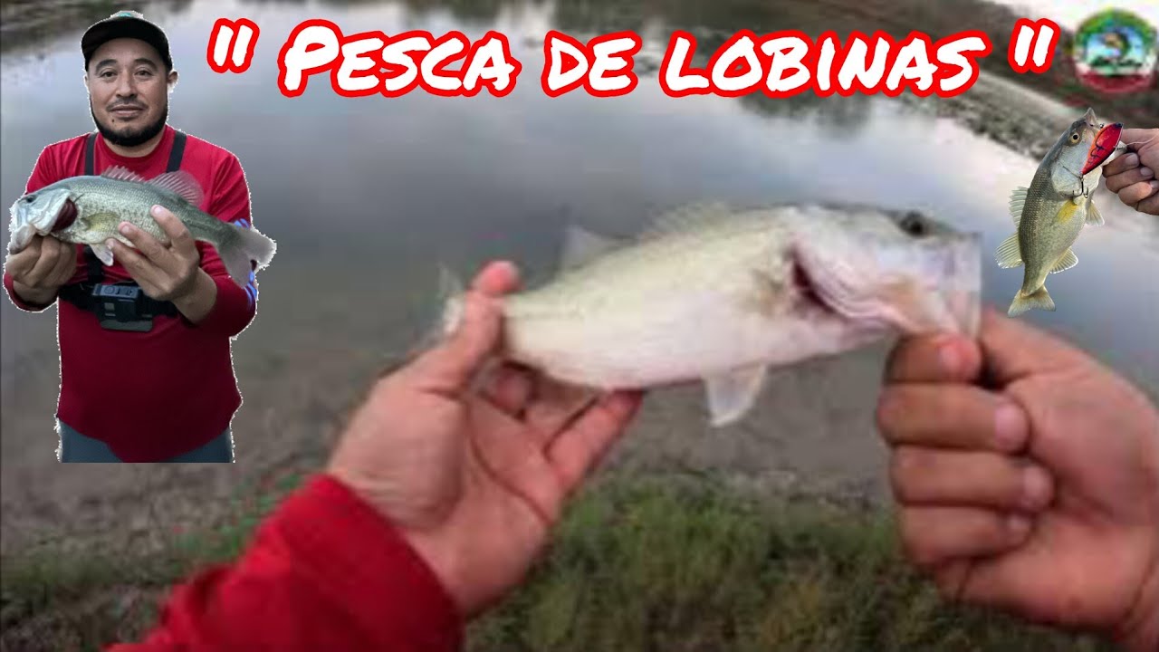 pesca De Lobinas en San Antonio tx 🎣🤙🏻 bass fishing