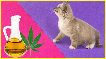 Ist Cannabis schädlich für Katzen?