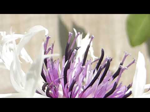 Video: Er centaurea montana hjort motstandsdyktig?