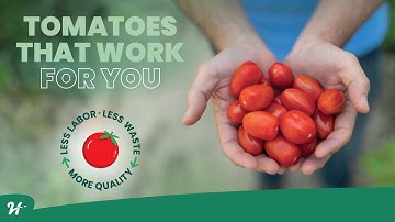 🍅Tomatoes that Work for You - English subtitles