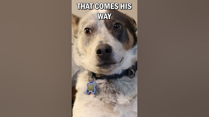 I Taught My Dog To Play Destiny 2: The Final Shape #destiny2 #destiny2memes
