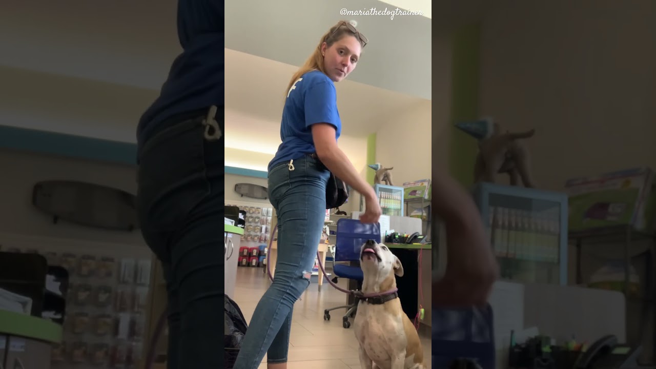 Dexter #mariathedogtrainer