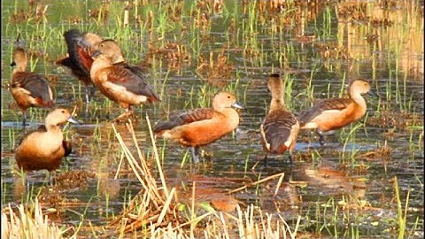 বন্য হাঁস সেরা পাখি বালিহাস | Lesser whistling ducks | Khel