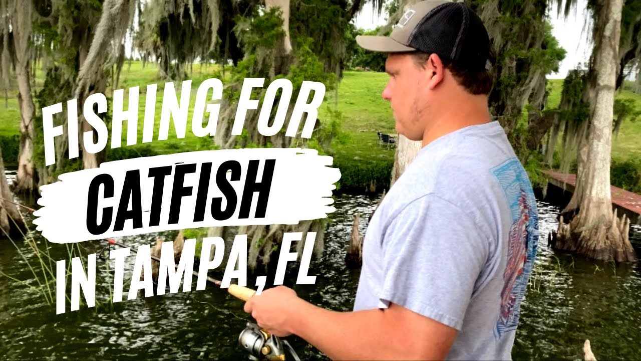 Fishing for Catfish in Lake Thonotosassa Tampa Bay Fishing YouTube