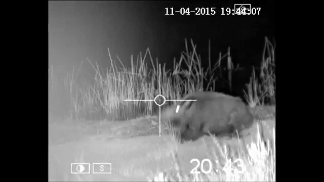 Wild Boar with CZ .22 YouTube