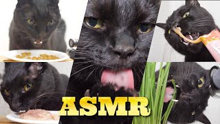 【ASMR】The sound of Black Cat Eating and Grooming‍⬛